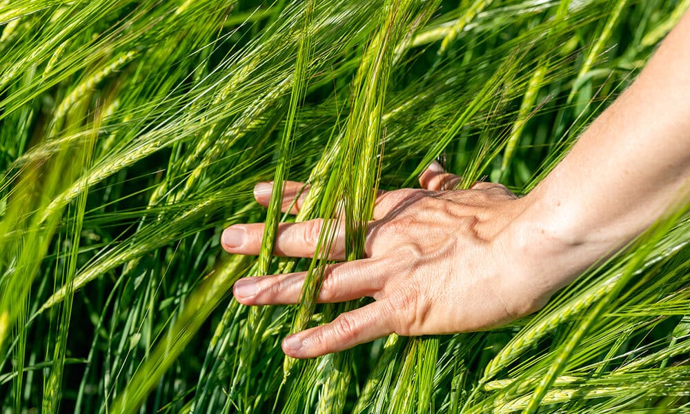 Close-up of Farmer hand holding green wheat ears in the field. Agricultural business.