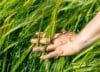Close-up of Farmer hand holding green wheat ears in the field. Agricultural business.