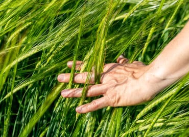 Close-up of Farmer hand holding green wheat ears in the field. Agricultural business.