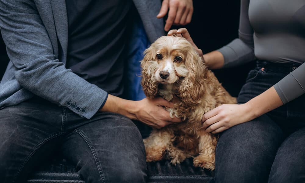 hugging a dog sitting in the trunk of a car