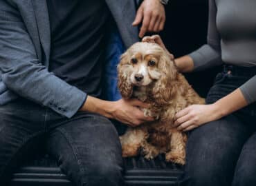 hugging a dog sitting in the trunk of a car